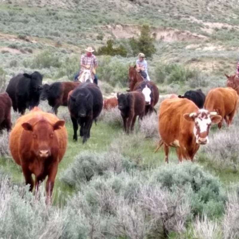 Trailing the herd to fresh pastures
