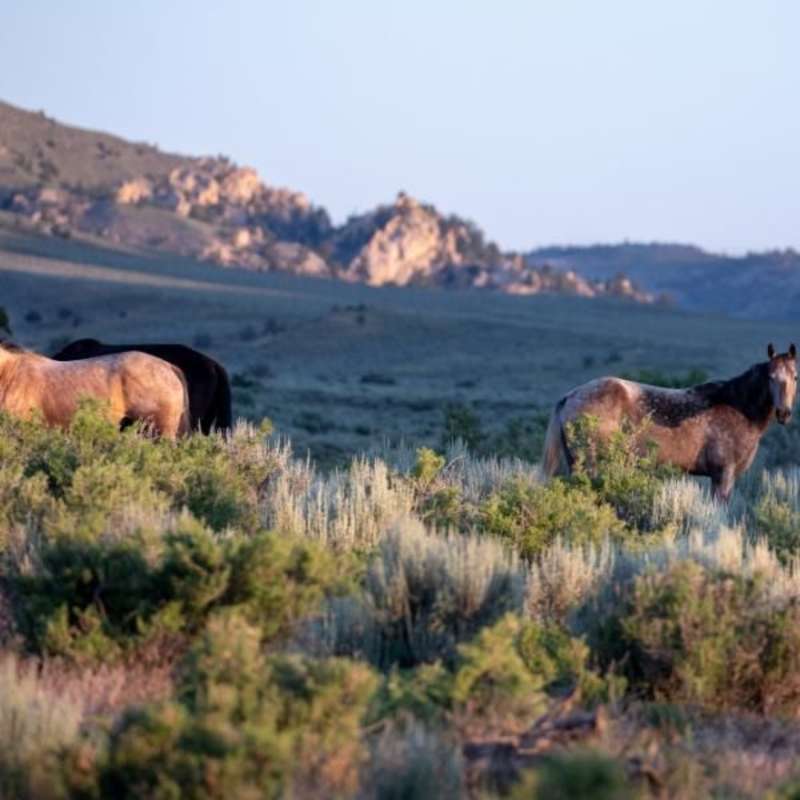Horses in their natural habitat at HorseWorks Wyoming