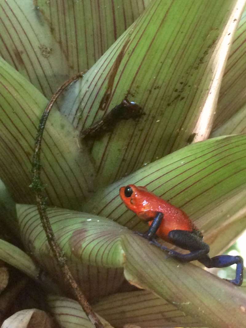Study Abroad in Monteverde, Costa Rica