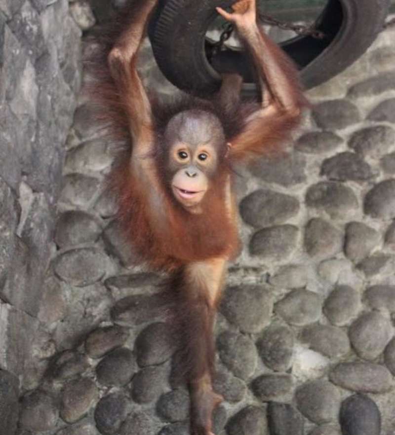Indonesia - Orangutan and Wildlife Rescue Center — photo 5