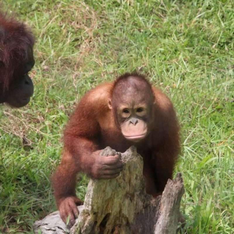 Orangutans