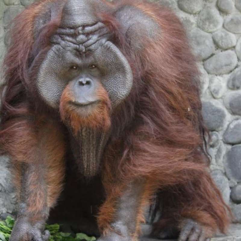 Indonesia - Orangutan and Wildlife Rescue Center — photo 3
