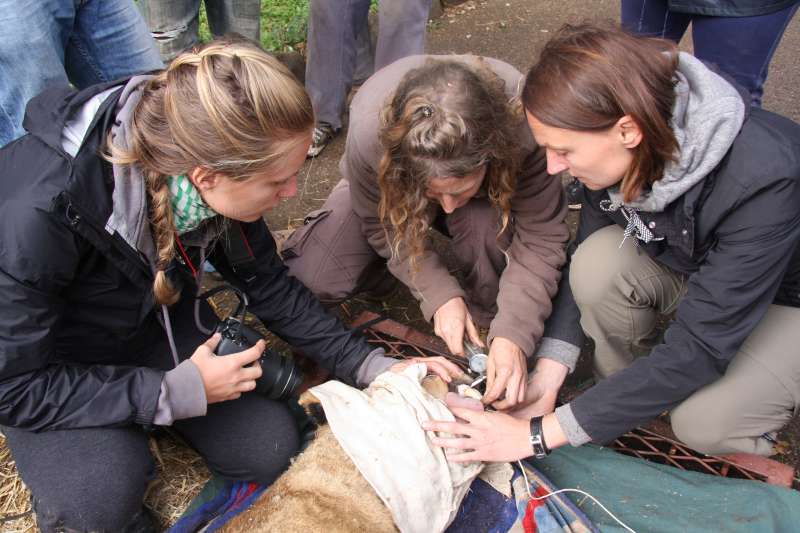 Volunteer checking the animal's wellbeing