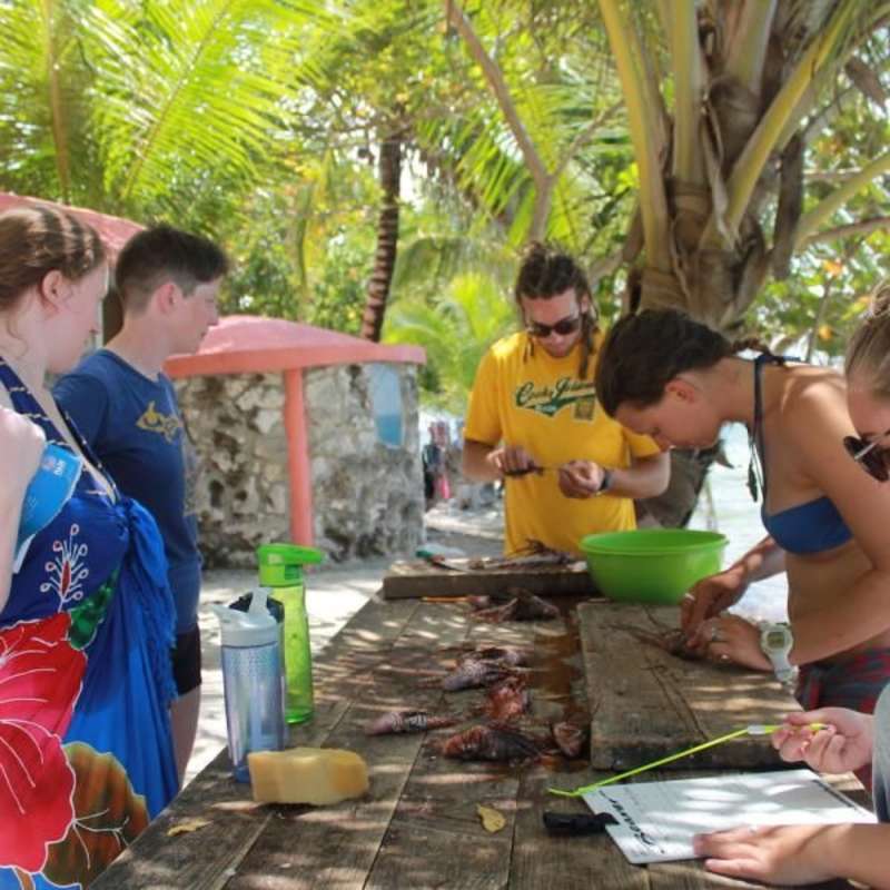 Volunteer in Marine Conservation