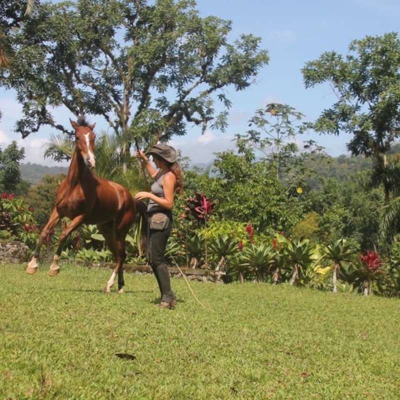 Volunteer in Horse Conservation