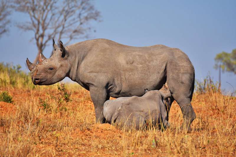 Imire Baby big rhino suckling