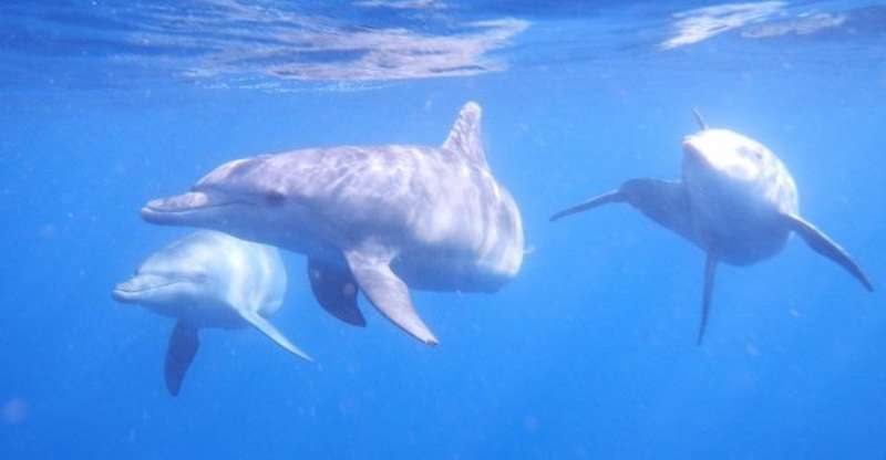 Indo Pacific Bottlenose
