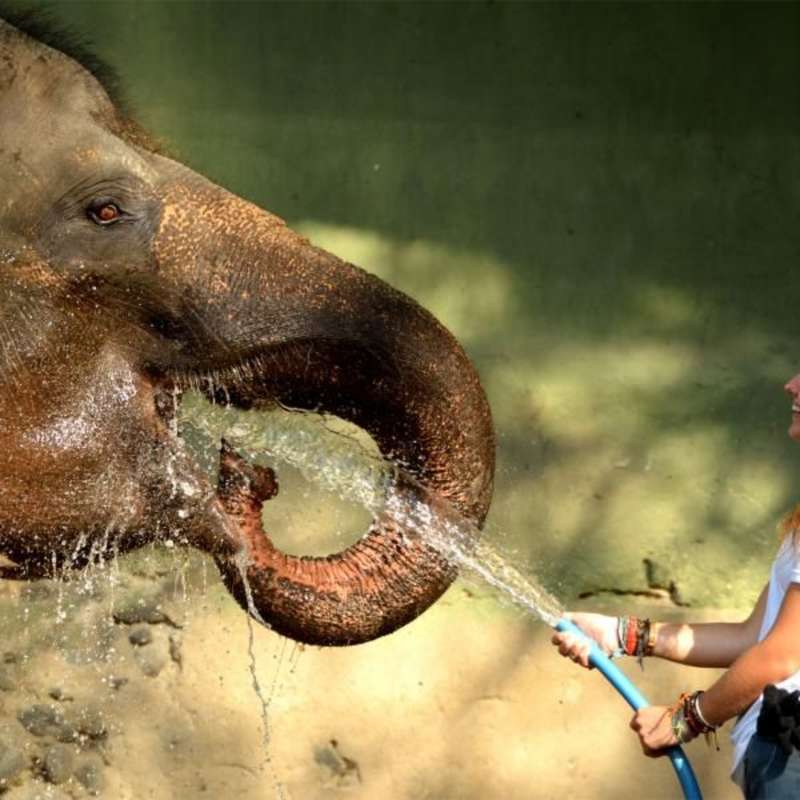 volunteering with elephants in Indonesia