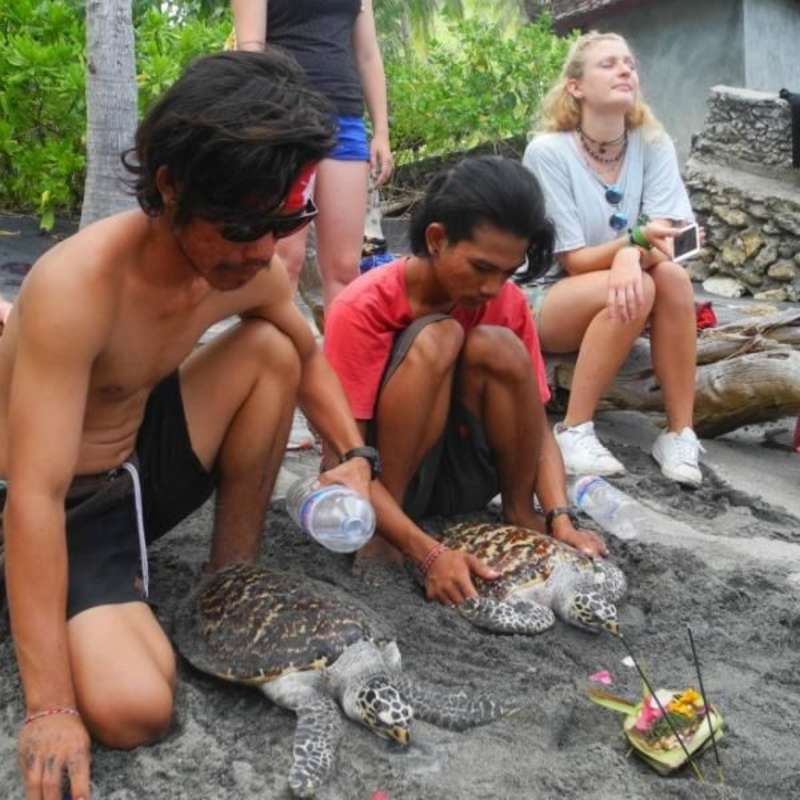 GoEco Indonesia - Bali Sea Turtle Rescue