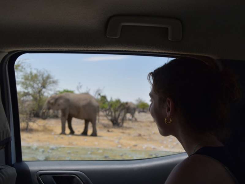 Intern watching elephants from a car window in Etosha, Namibia