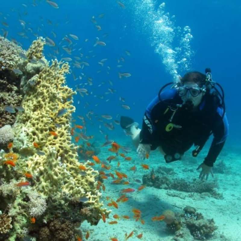 GoEco Israel - Coral Reef Conservation
