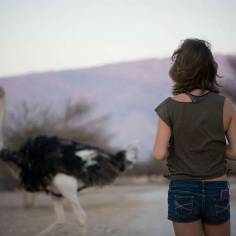 GoEco - Desert Wildlife Program
