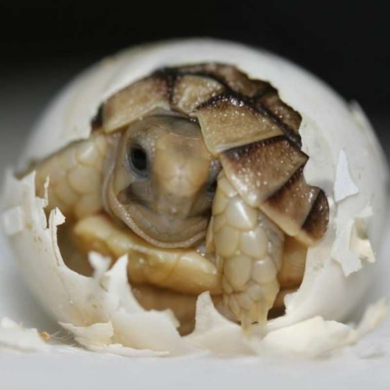 GoEco - Desert Wildlife Program