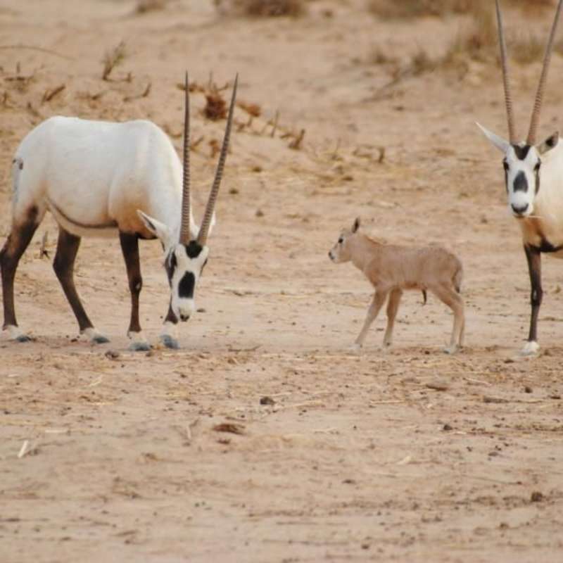 GoEco Israel - Desert Wildlife Program
