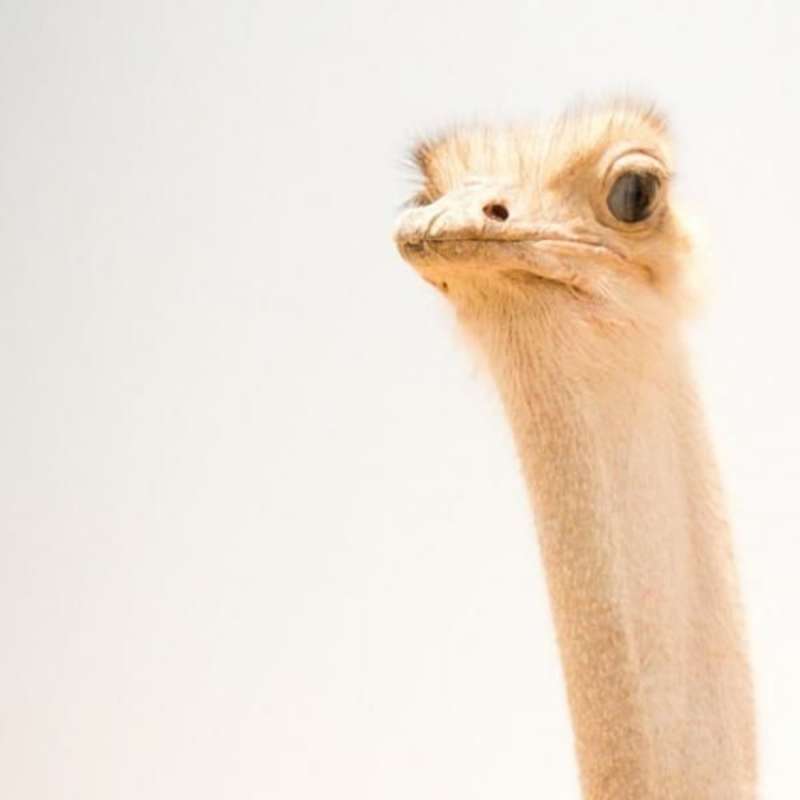 GoEco Israel - Desert Wildlife Program