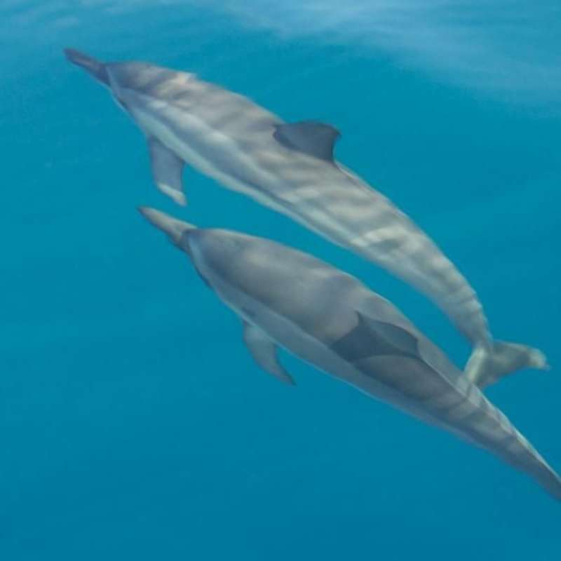 GoEco Italy - Dolphin and Marine Research