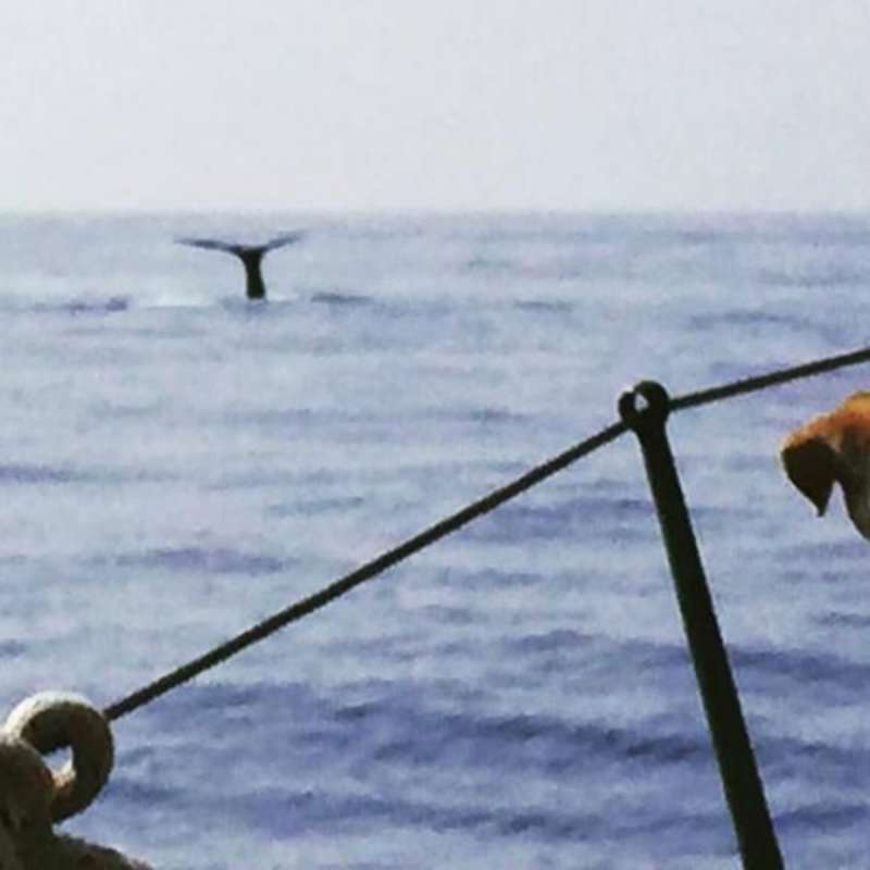 GoEco Italy - Dolphin and Marine Research