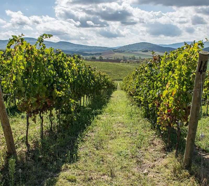Vineyard in Siena, Italy