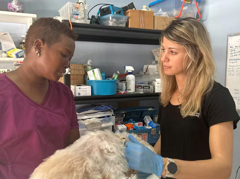 IVHQ Learning Veterinary Skills in Jamaica 