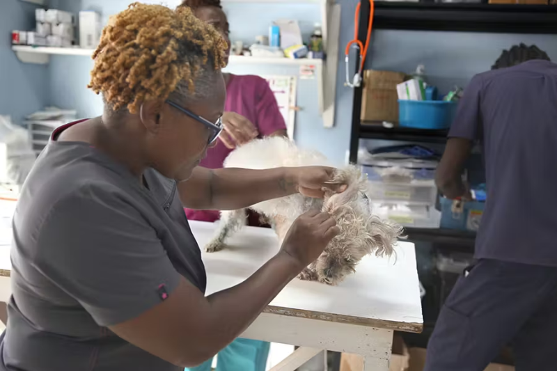 IVHQ Volunteer Checking a Dog for Fleas in Jamaica