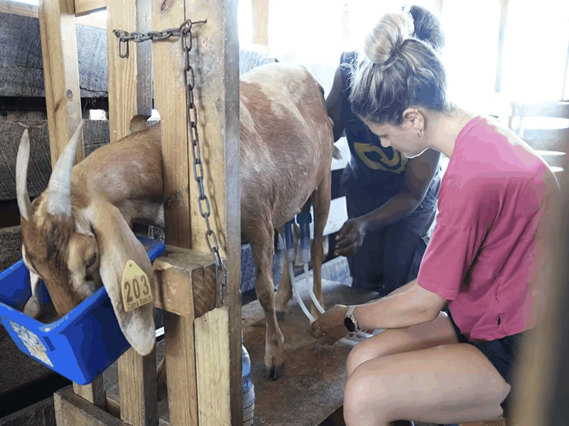 IVHQ Volunteer Milking a Goat in Jamaica