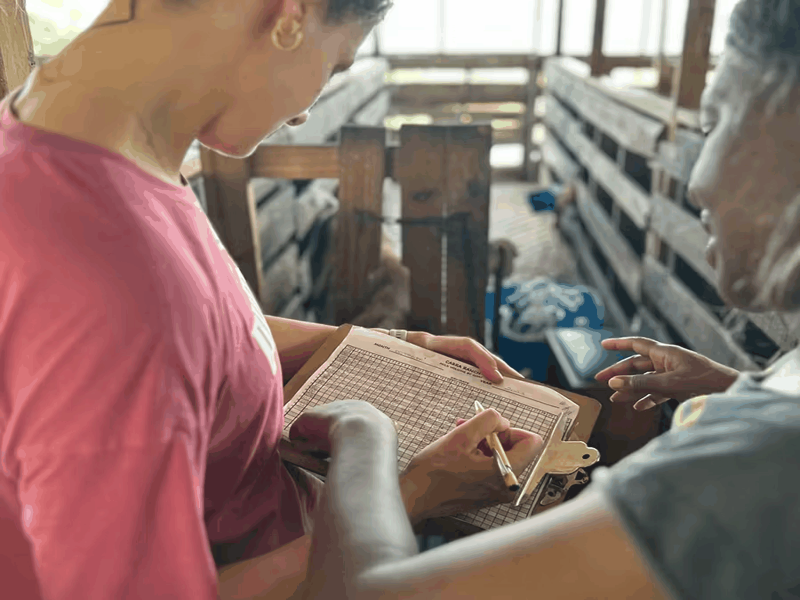 IVHQ Volunteer Noting down Information about the Local Livestock
