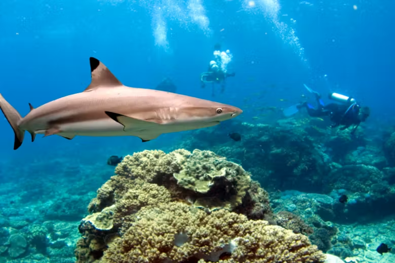 IVHQ Volunteers Diving with Black tip Reef Sharks