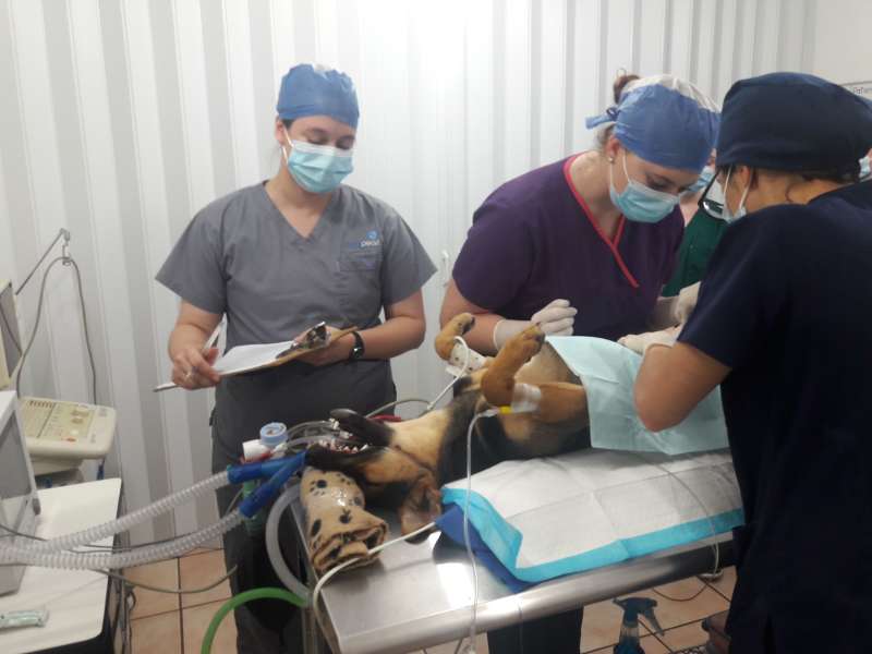 IVHQ Volunteers Performing Surgery on a Dog in Costa Rica