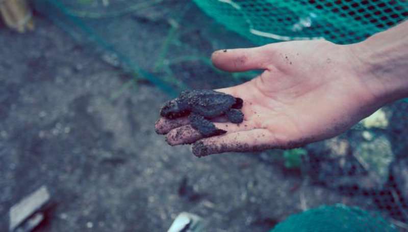 Volunteer in Turtle Conservation with IVHQ in Costa Rica