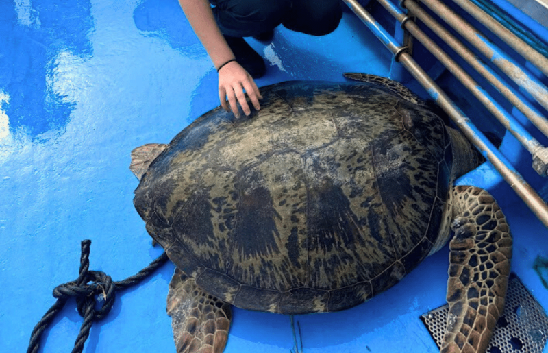 Japan – Sea Turtle Conservation Volunteering in Okinawa