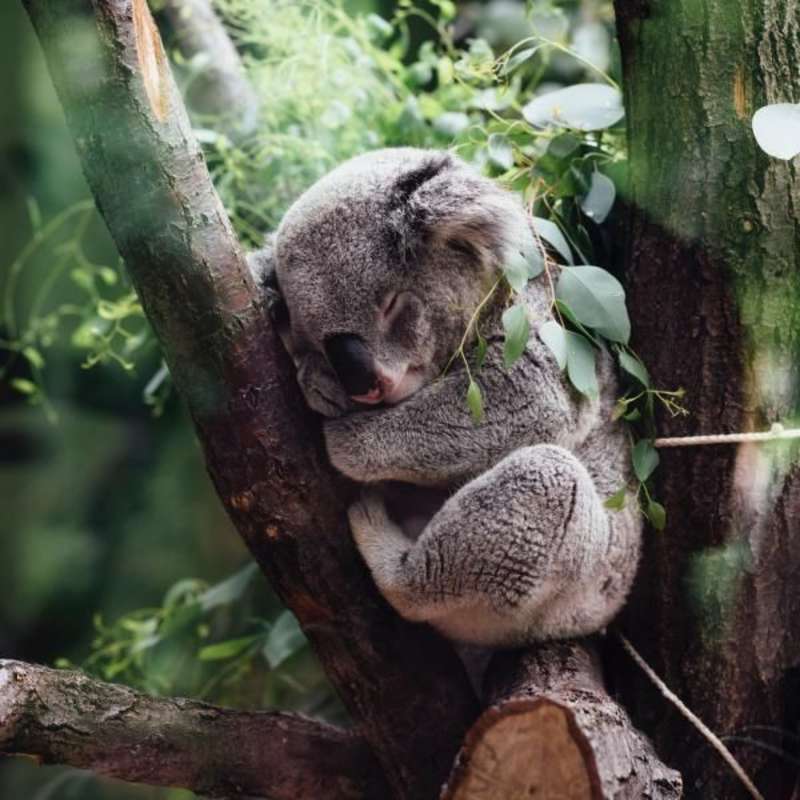 Koala SanctuaryInternship
