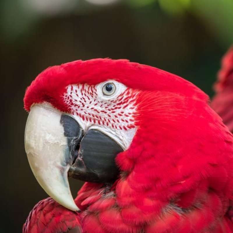 Avian Conservation Internship