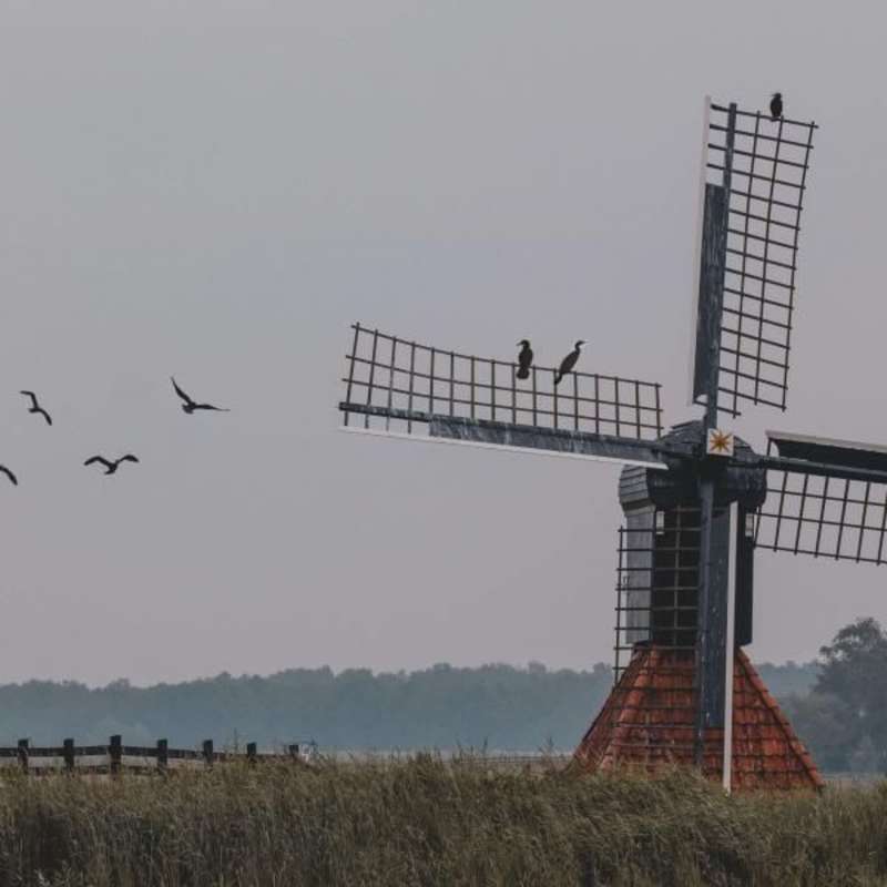 Netherland Interns