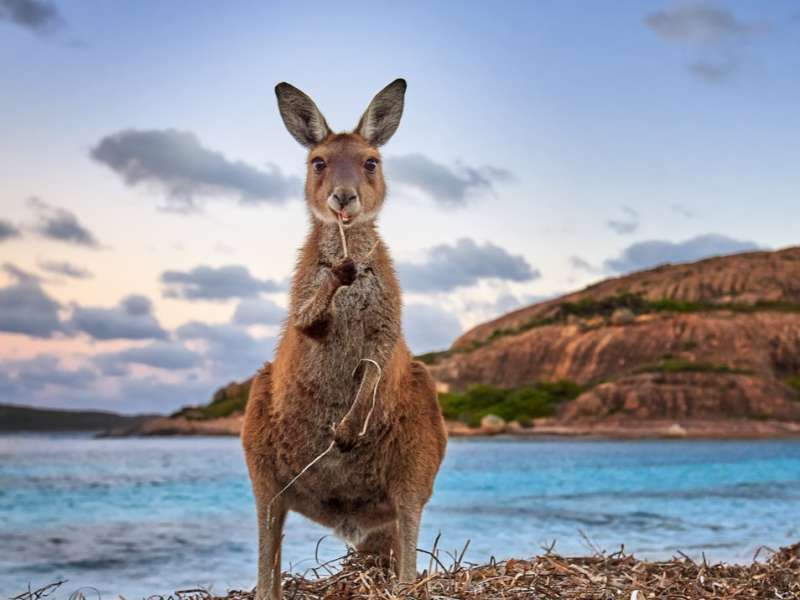Kangaroo at the beach