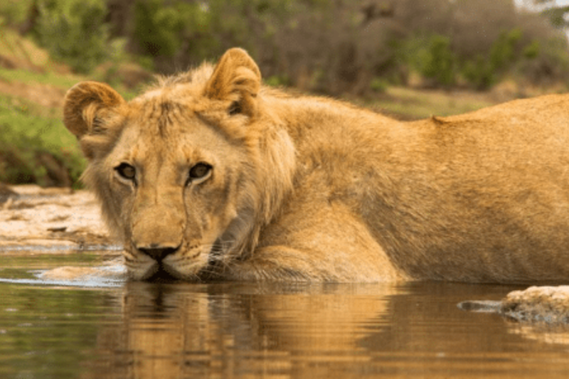 Lion wading in water