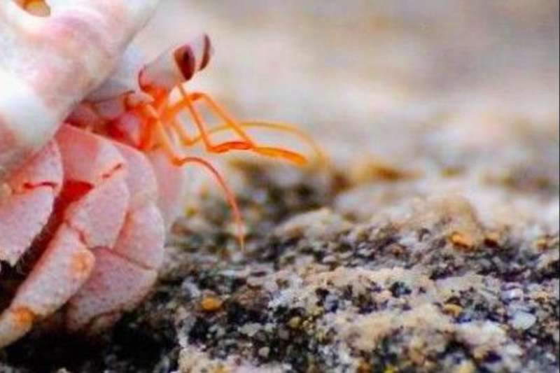 crab photography