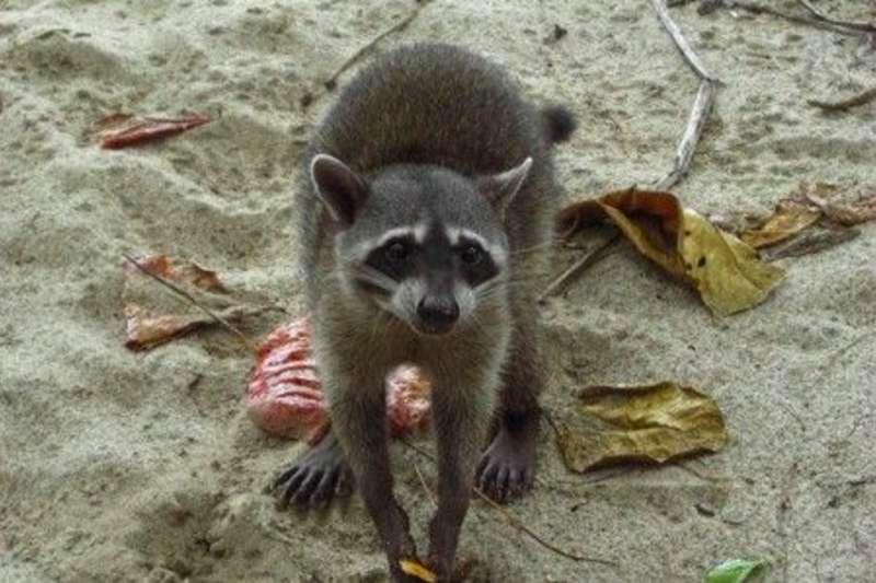 Racoon