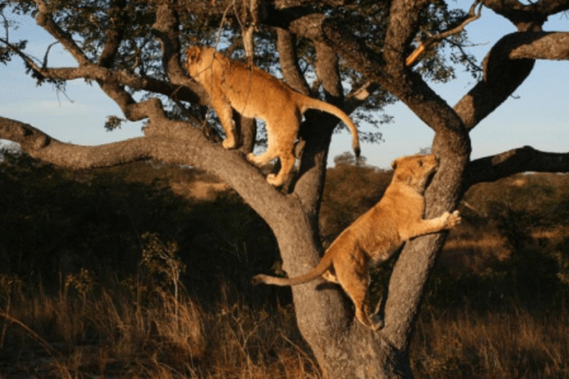 Lions climbing in Antelope Park