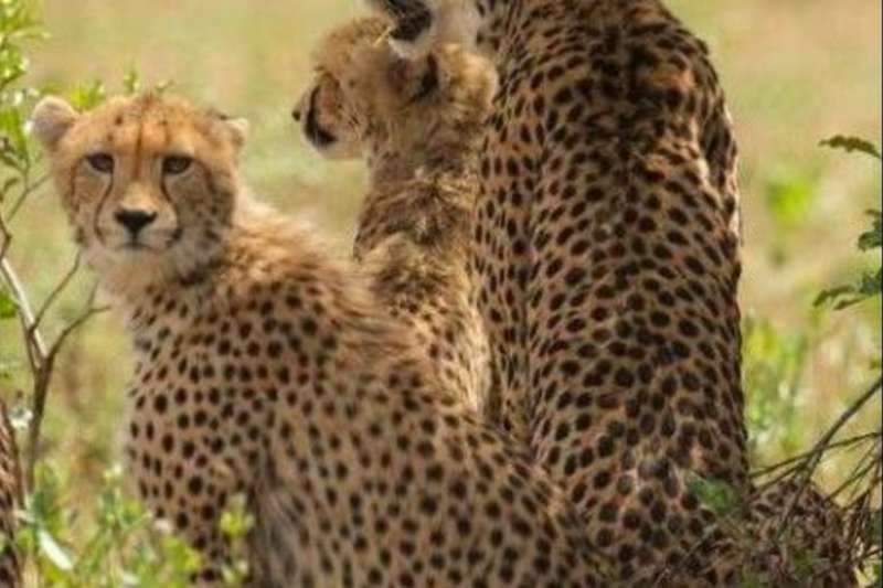 Leopards photography