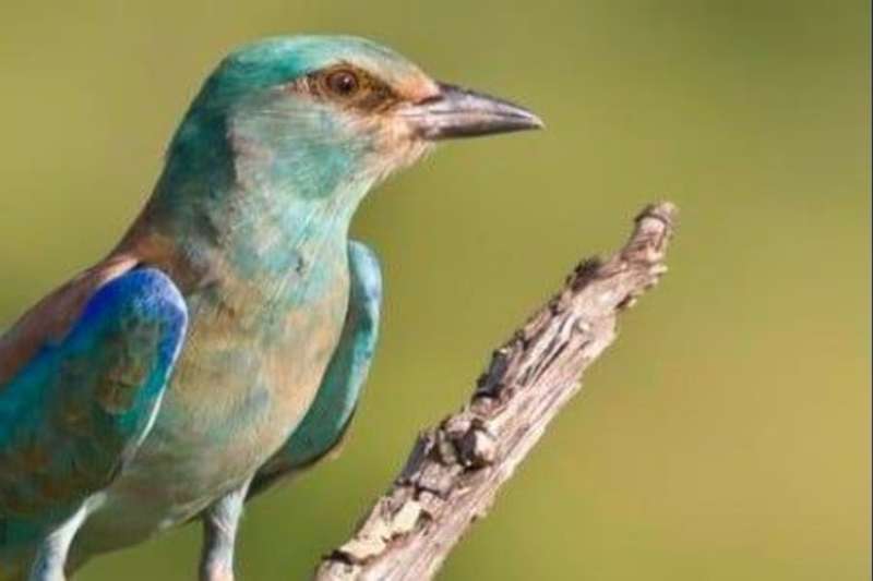 Colourful bird photography
