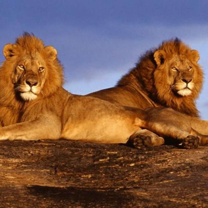 GoEco Kenya - Maasai Mara Lion and Wildlife Conservation