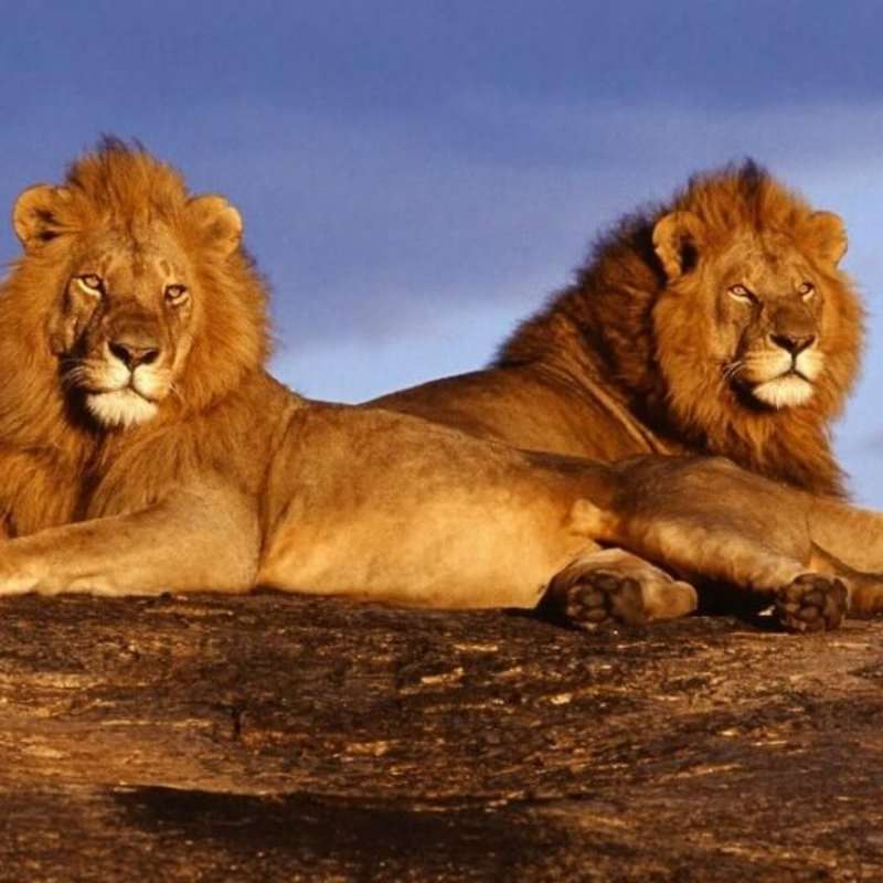 Kenya Maasai Lion and Elephant Conservation