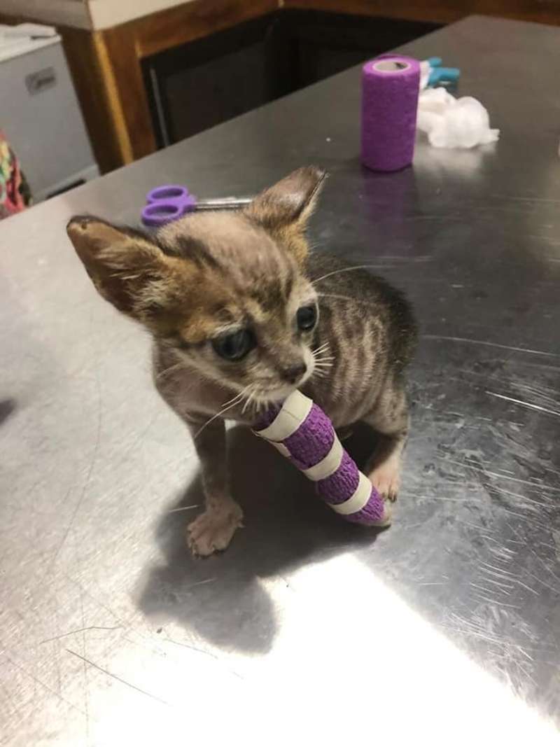 Kitten in Recovery with a Cast applied by IVHQ Volunteers