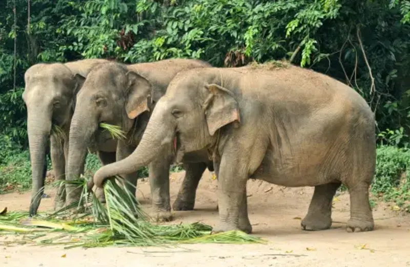 Koh Samui Elephant Care Volunteering