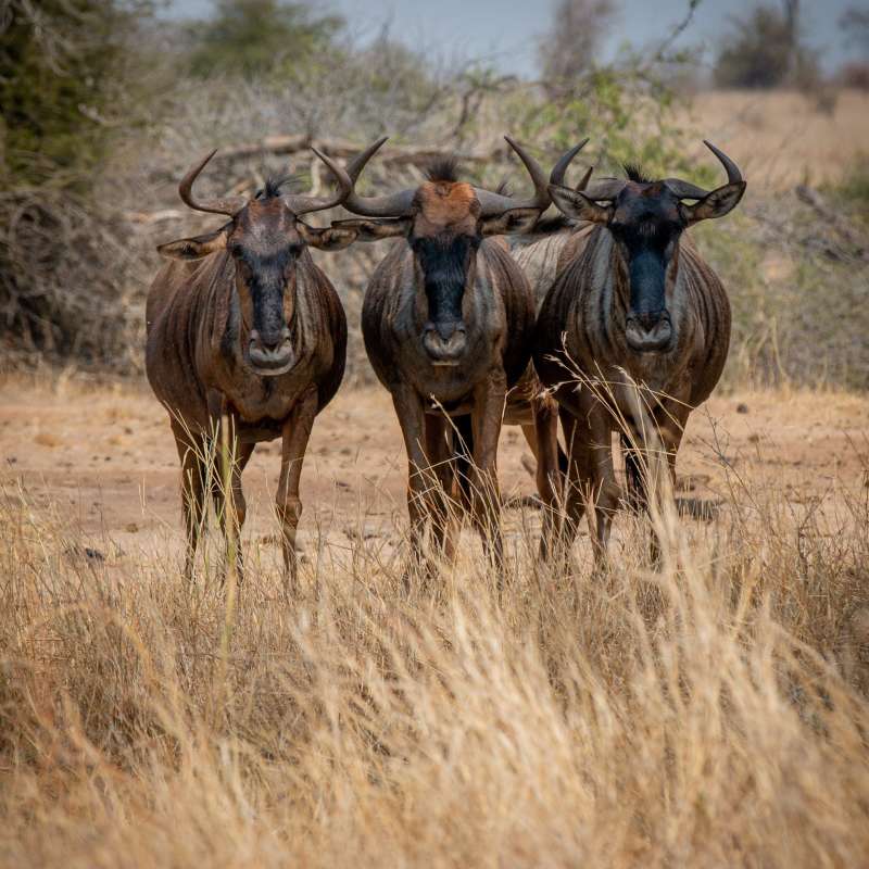 Animals in Kruger