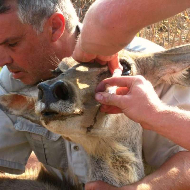Veterinary Internship