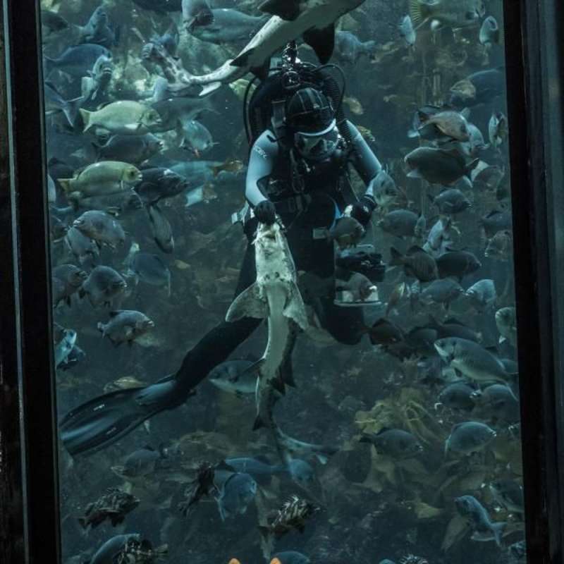 Aquarium Internship