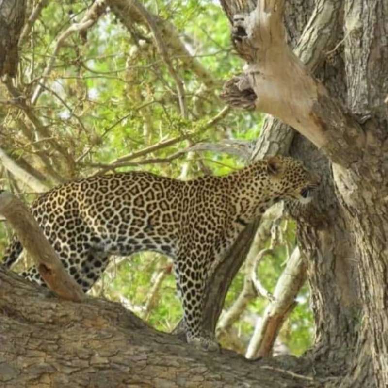 Leopard at Lake Nakuru