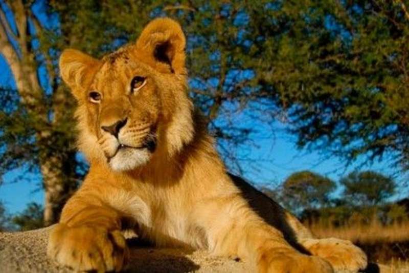 A baby lion