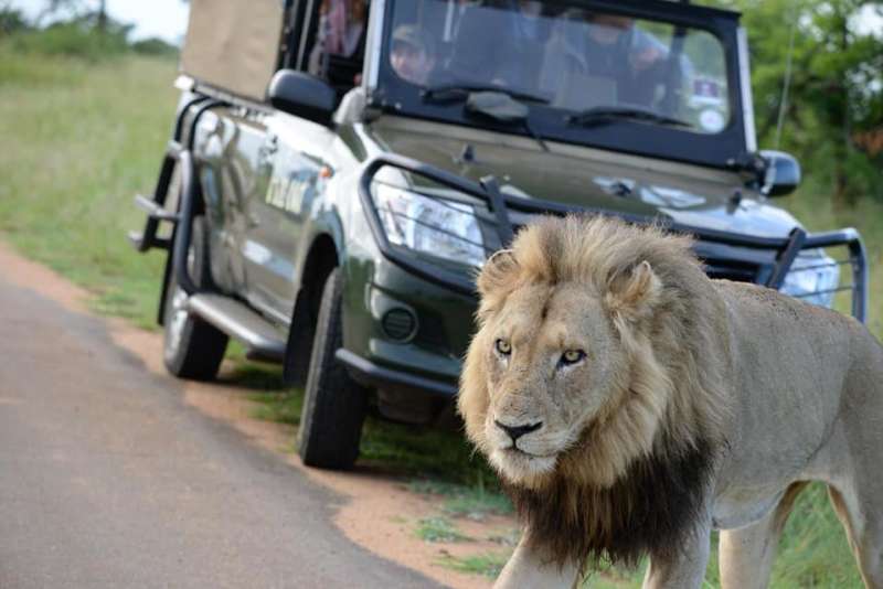 lion crosses in front of safari vehicle on Kruger tour